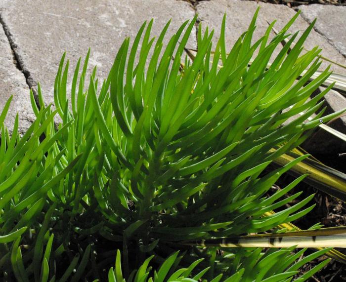 Plant photo of: Senecio vitalis