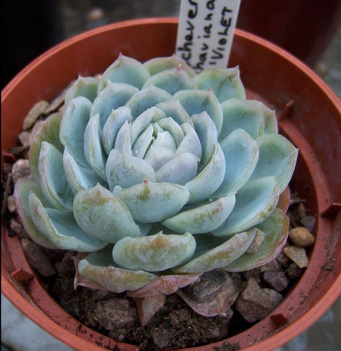 Echeveria 'Violet Queen'