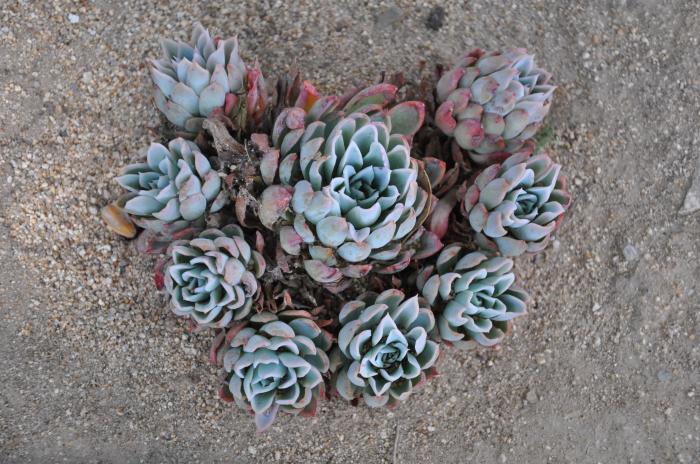 Plant photo of: Echeveria 'Violet Queen'