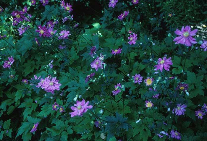 Plant photo of: Anemone japonica