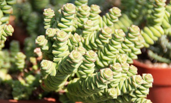 Crassula rup. sub. Marrieriana