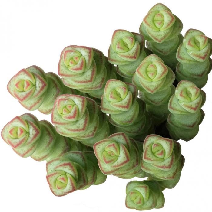Plant photo of: Crassula rup. sub. Marrieriana