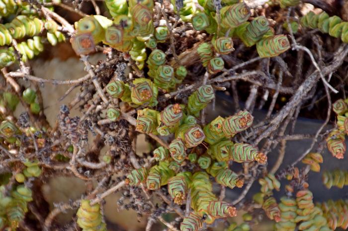 Plant photo of: Crassula rup. sub. Marrieriana