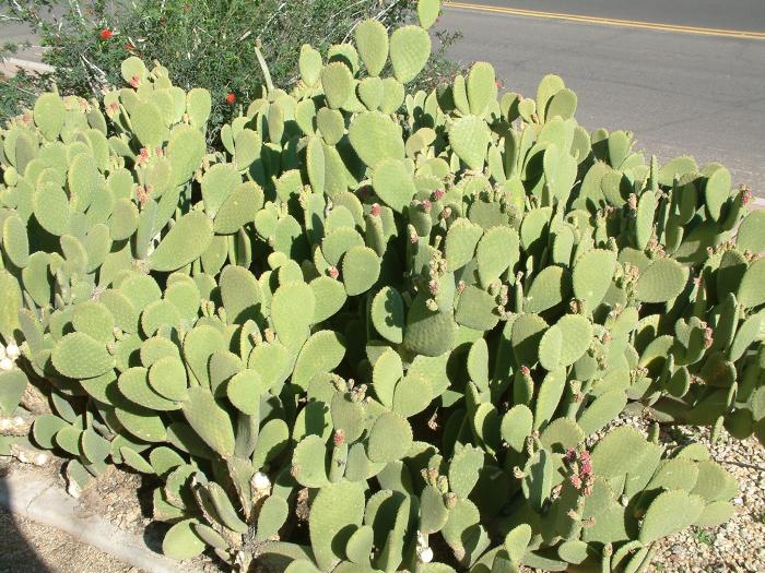 Cinnamon Cactus