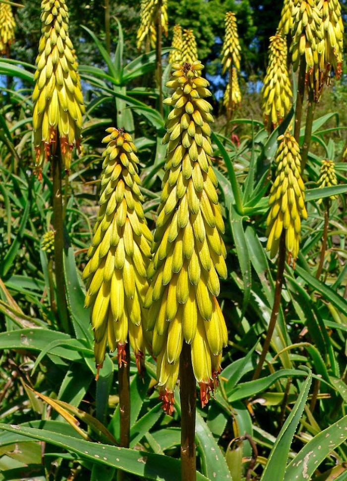 Plant photo of: Aloe striatula