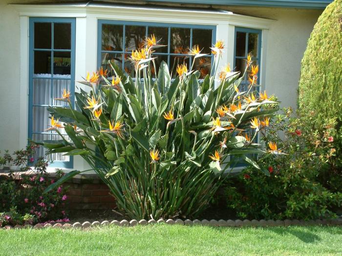 Plant photo of: Strelitzia reginae