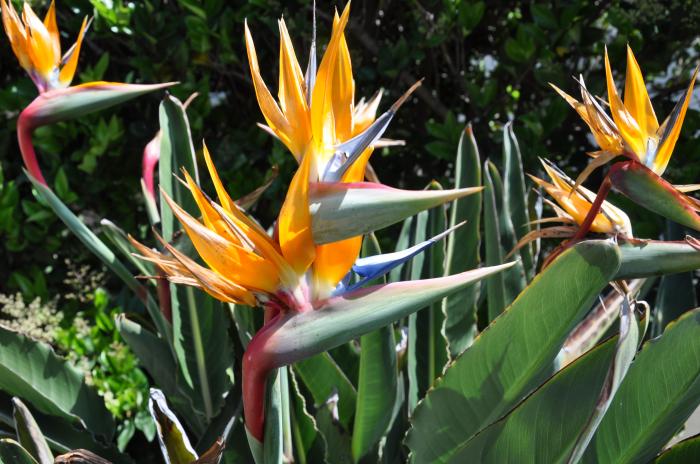 Plant photo of: Strelitzia reginae