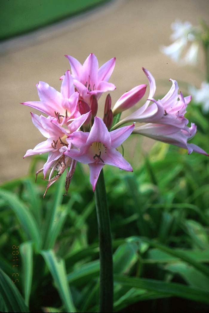 Plant photo of: Amarcrinum memoria-corsii