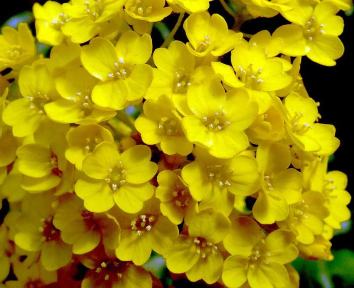 Plant photo of: Aurinia saxatilis