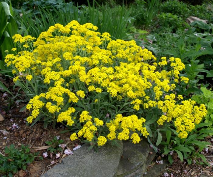 Plant photo of: Aurinia saxatilis