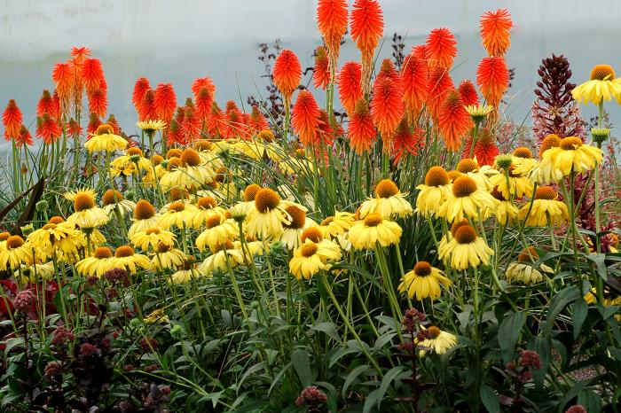 Plant photo of: Kniphofia 'Fire Glow'