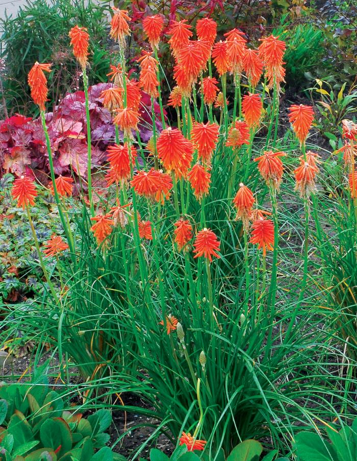 Plant photo of: Kniphofia 'Fire Glow'