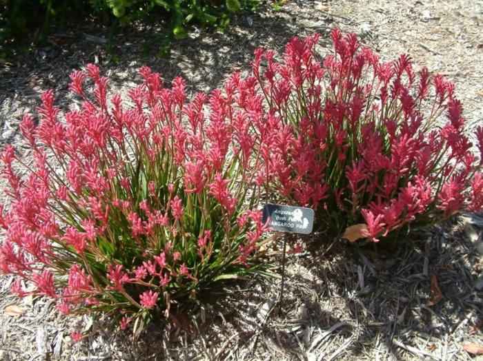 Anigozanthos flavidus 'Bush Pearl'