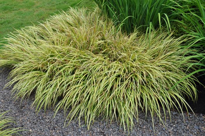 Bowles' Golden Sedge