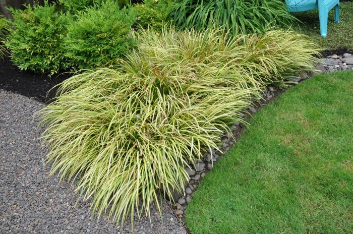 Plant photo of: Carex elata 'Aurea'