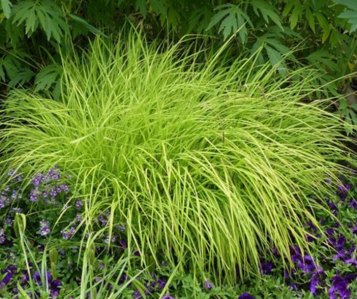 Plant photo of: Carex elata 'Aurea'