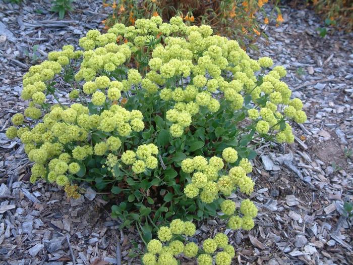 Eriogonum umb. polyanthum 'Shasta Sulfur