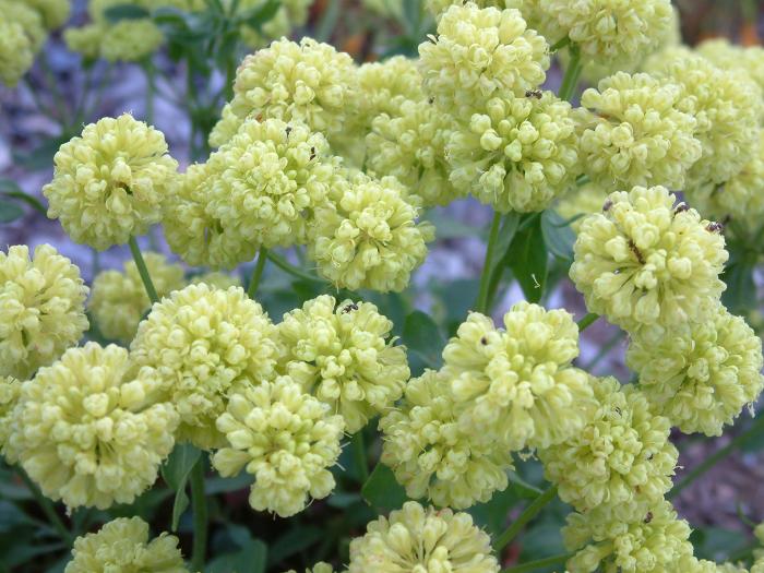 Plant photo of: Eriogonum umb. polyanthum 'Shasta Sulfur