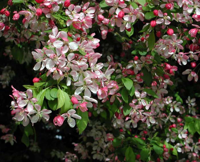 Plant photo of: Malus floribunda