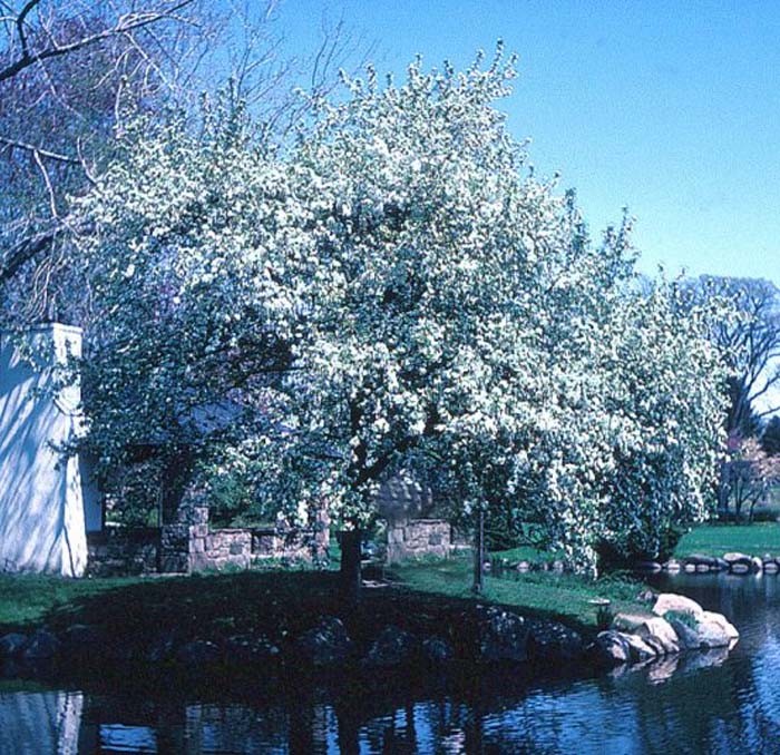 Plant photo of: Malus floribunda