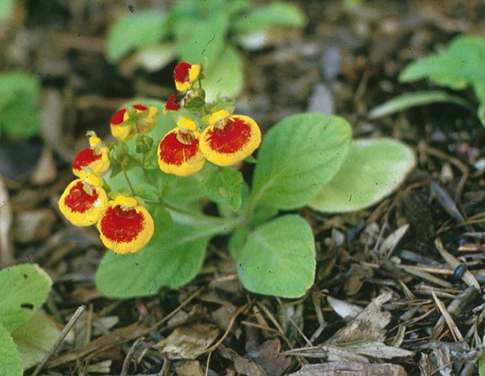 Plant photo of: Calceolaria crenatiflora 'Anytime'