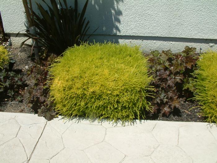Plant photo of: Coleonema pulchellum 'Pacific Gold'