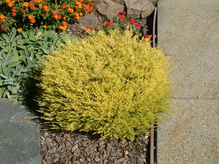 Plant photo of: Coleonema pulchellum 'Pacific Gold'