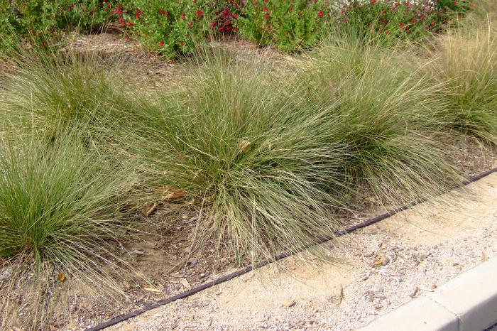 Mueller's Fescue