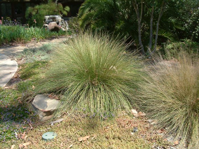 Plant photo of: Festuca muelleri