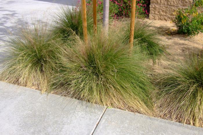 Plant photo of: Festuca muelleri