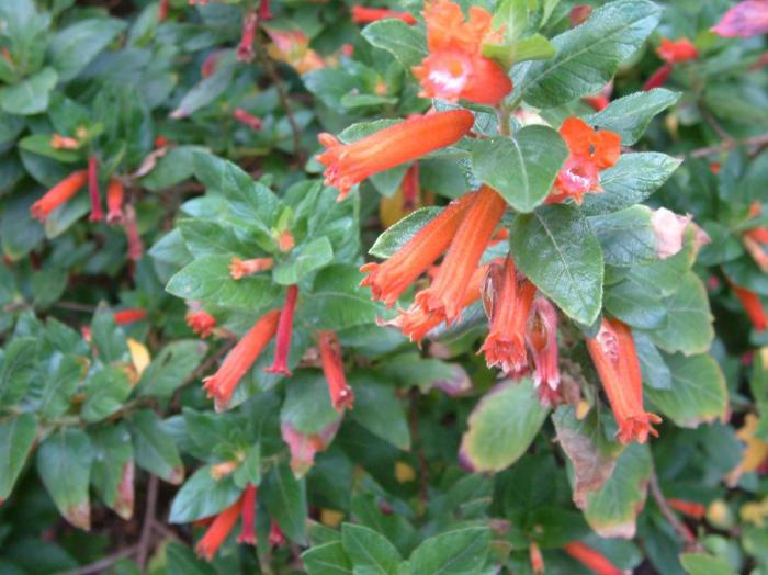 Cuphea micropetala