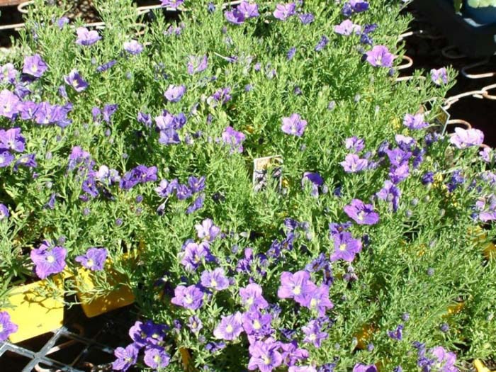 Nierembergia hippomanica 'Purple Robe'