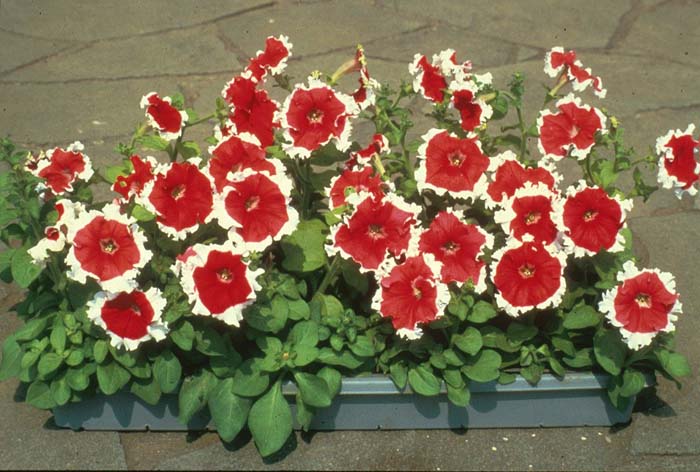 Petunia hybrida