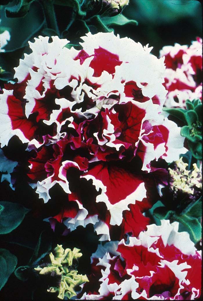 Plant photo of: Petunia hybrida