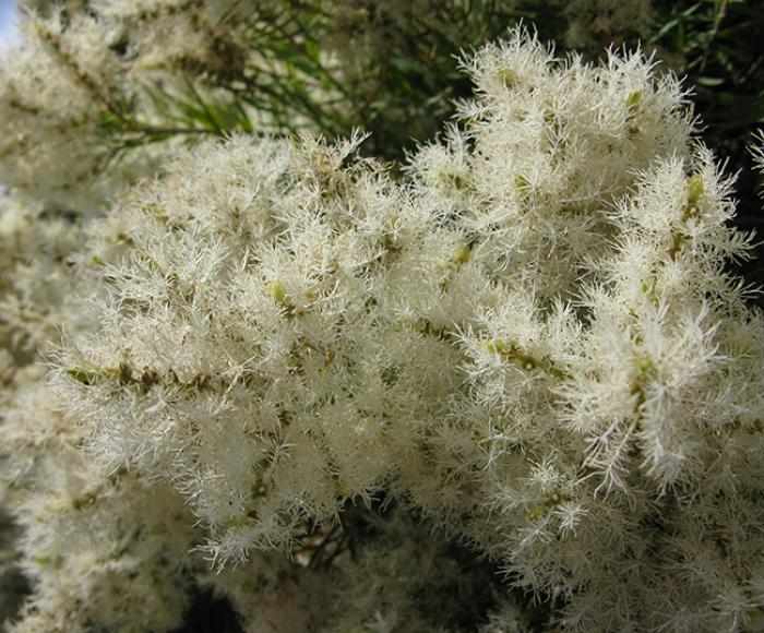 Melaleuca linariifolia