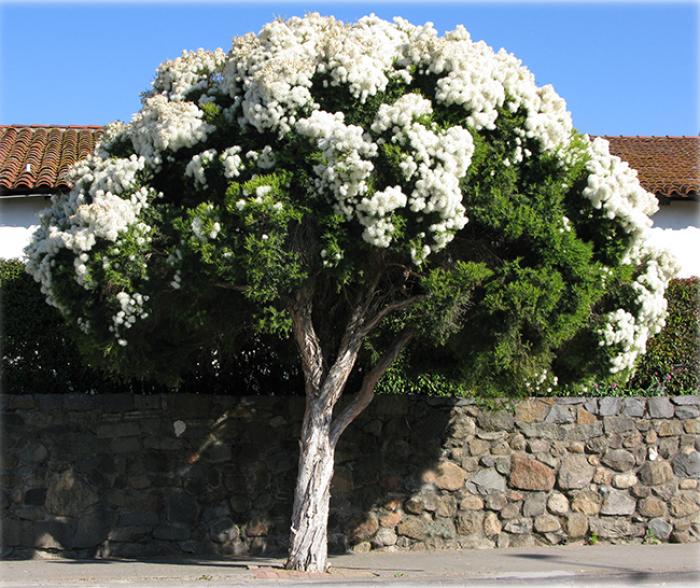 Plant photo of: Melaleuca linariifolia