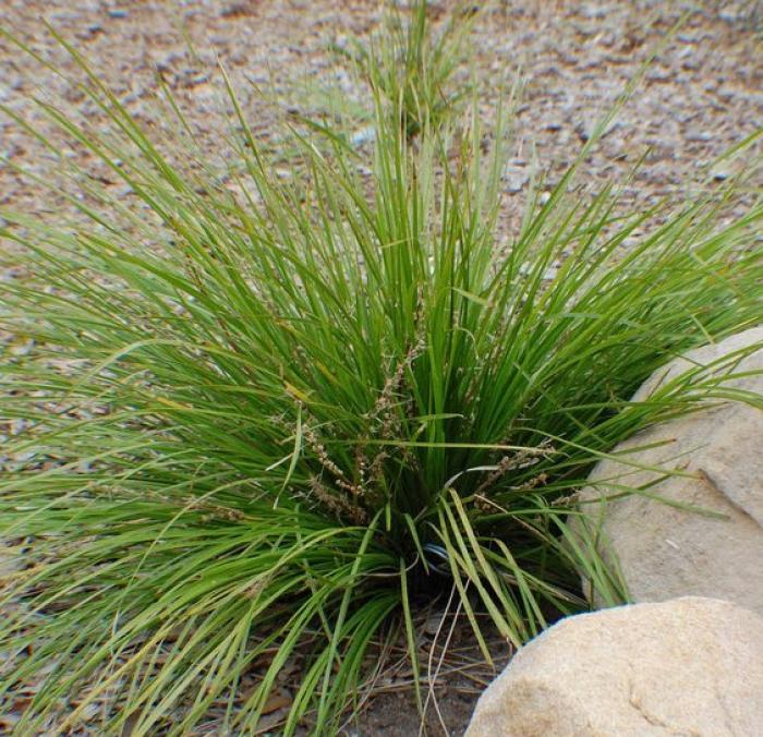 Lomandra longifolia 'Breeze'