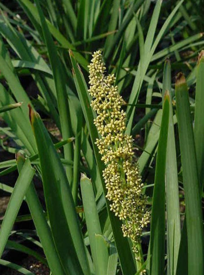 Plant photo of: Lomandra longifolia 'Breeze'