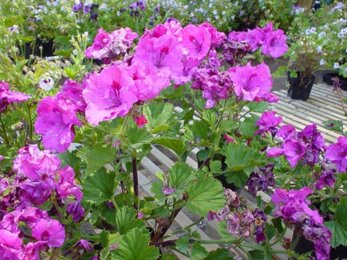 Pelargonium hortorum