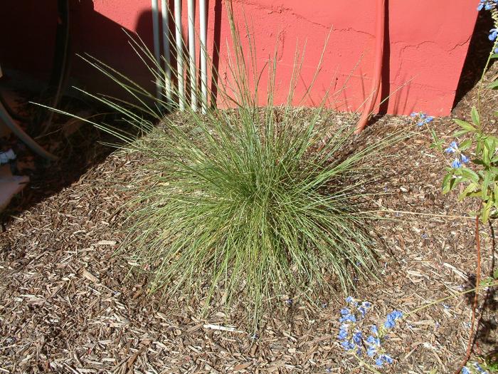 Muhlenbergia dubia