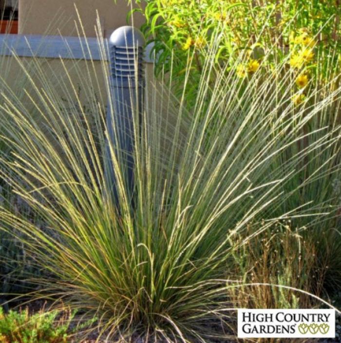 Plant photo of: Muhlenbergia dubia
