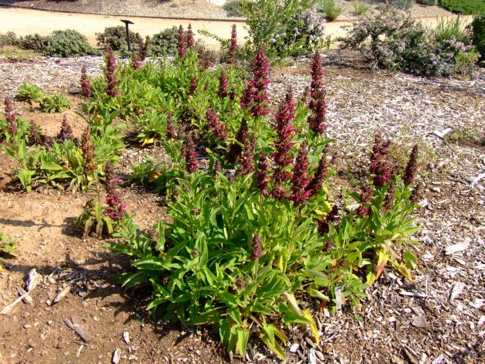 Salvia spathacea 'Las Pilitas'