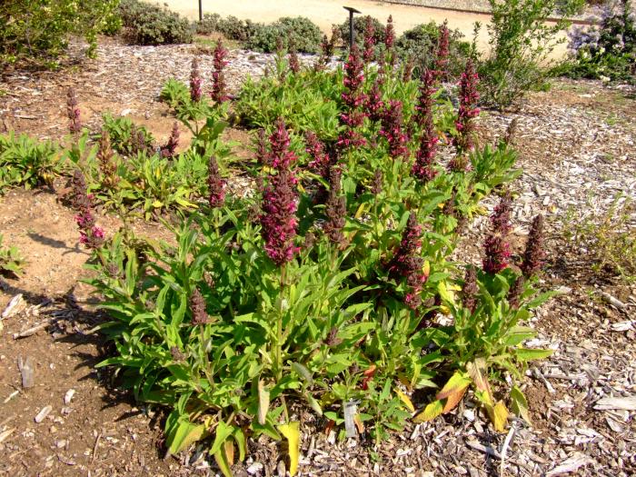 Plant photo of: Salvia spathacea 'Las Pilitas'