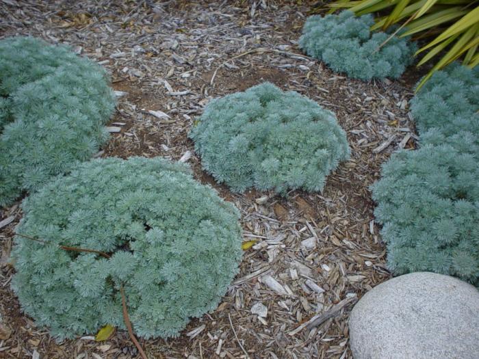 Dwarf Angel's Hair