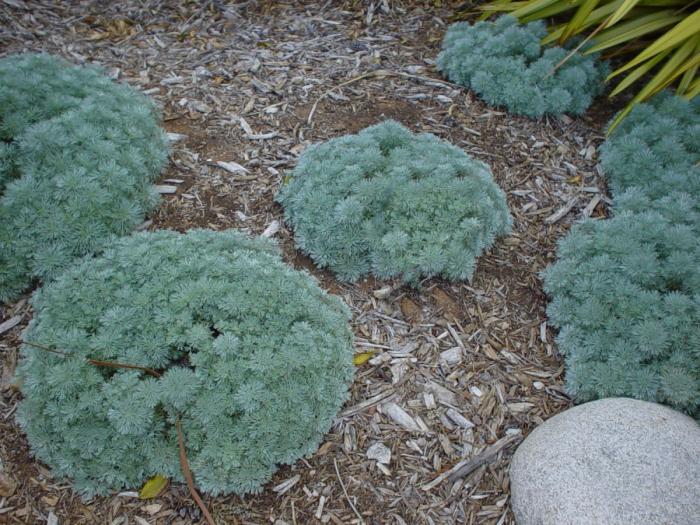 Artemisia schmidtiana 'Nana'