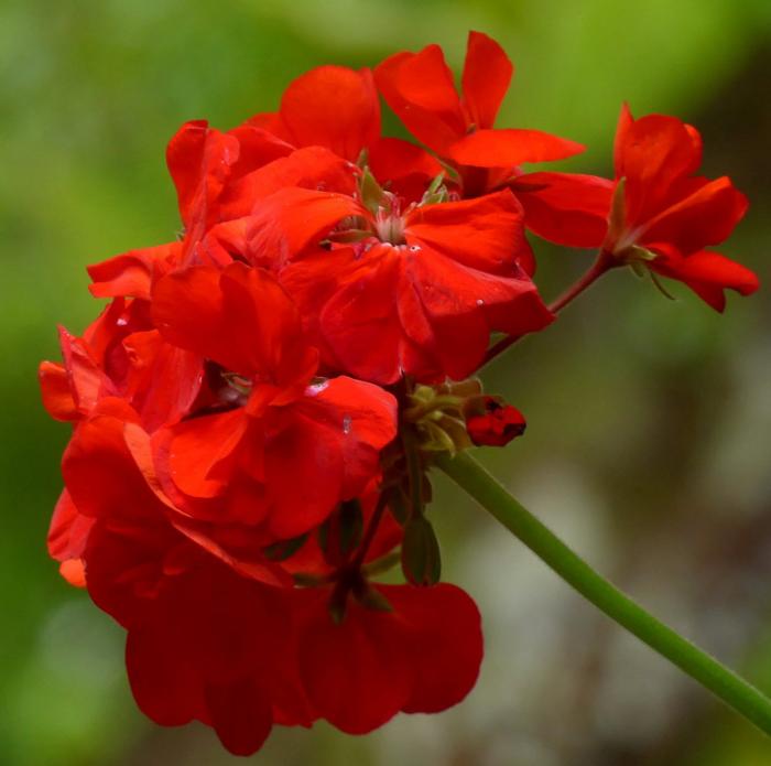 Pelargonium 'Patriot Red'