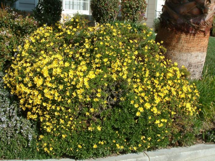 Argyranthemum frutescens 'Butterfly'