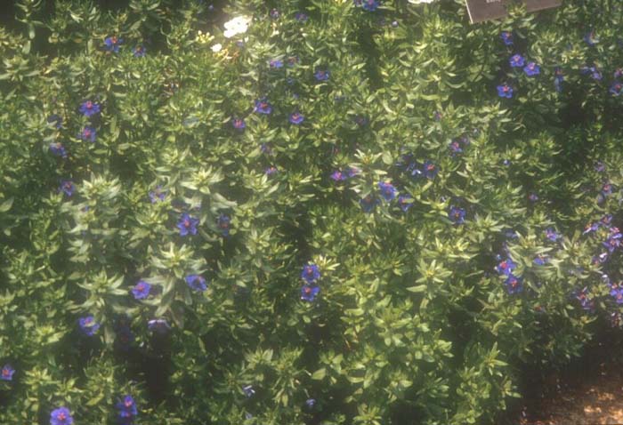 Plant photo of: Anagallis arvensis