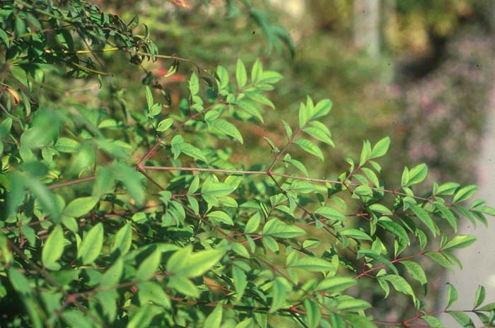 Plant photo of: Nandina domestica