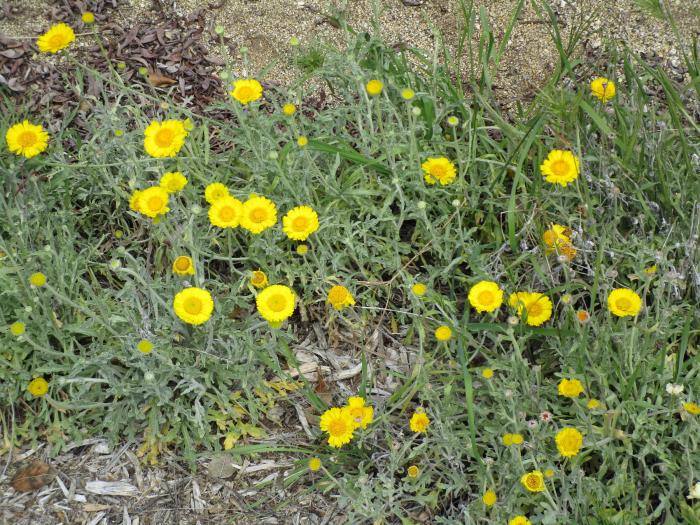 Plant photo of: Baileya multiradiata